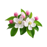 Fleur de Pommier