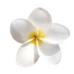 Fleur de tiaré