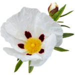 labdanum