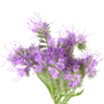 heliotrope