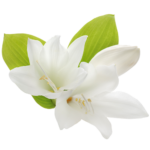lys
