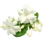 fleur d'oranger