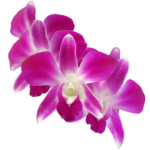 orchidee