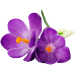violette